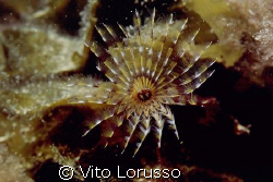 Worms - Bispira volutacornis by Vito Lorusso 